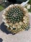 Preview: Mammillaria vagaspina